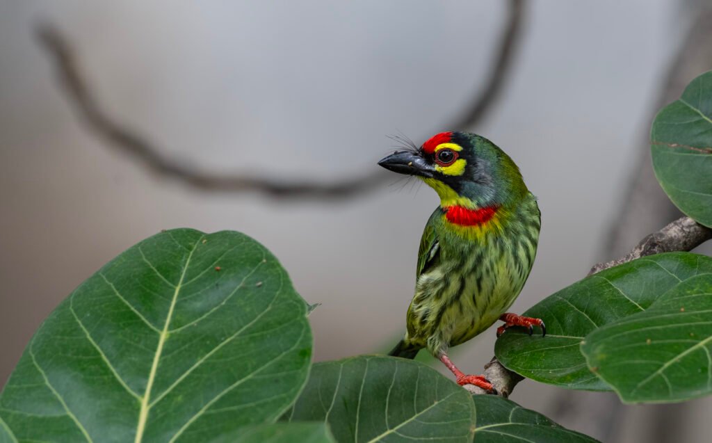 Coppersmith Barbet (Psilopogon haemacephalus)
