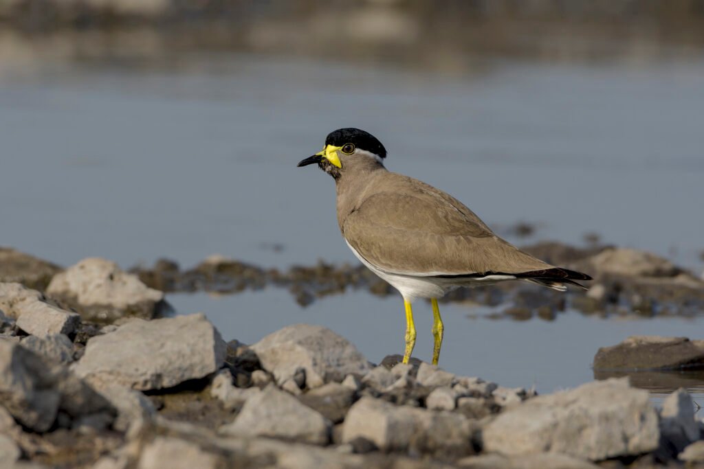 Yellow-wattled (Lapwing Vanellus malabaricus)