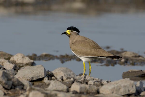 Yellow-wattled (Lapwing Vanellus malabaricus)