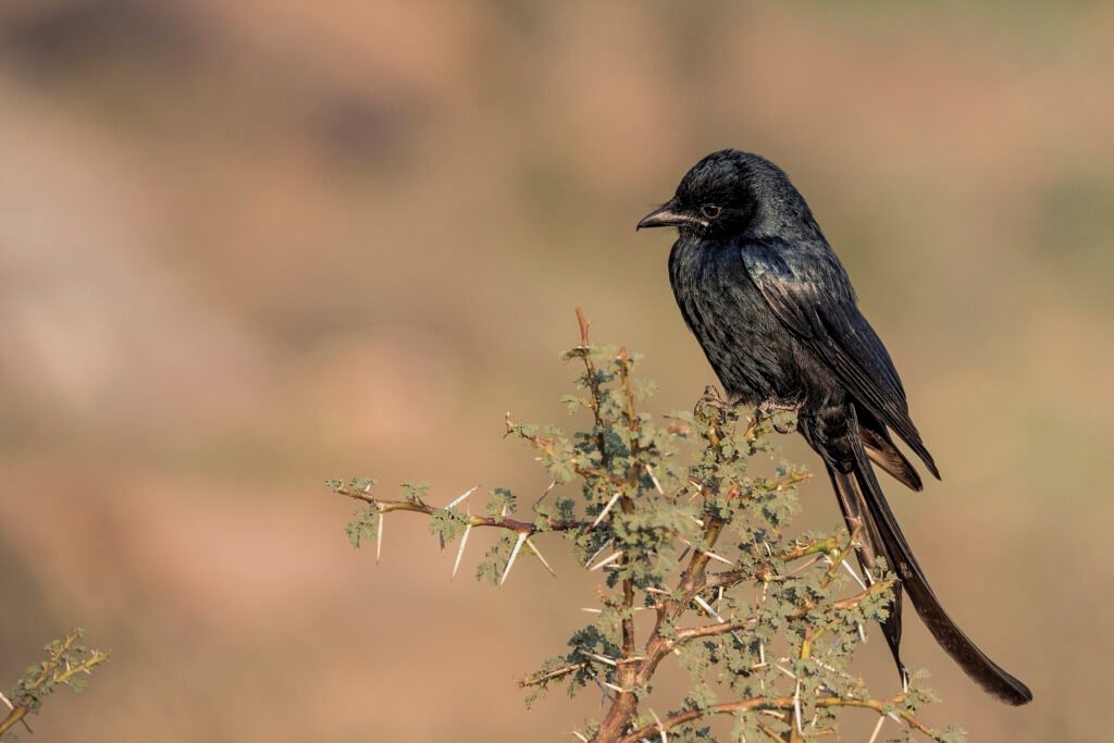 Black Drongo (Dicrurus macrocercus)