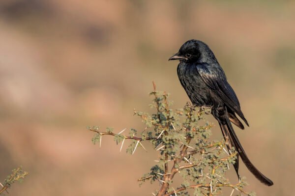 Black Drongo (Dicrurus macrocercus)