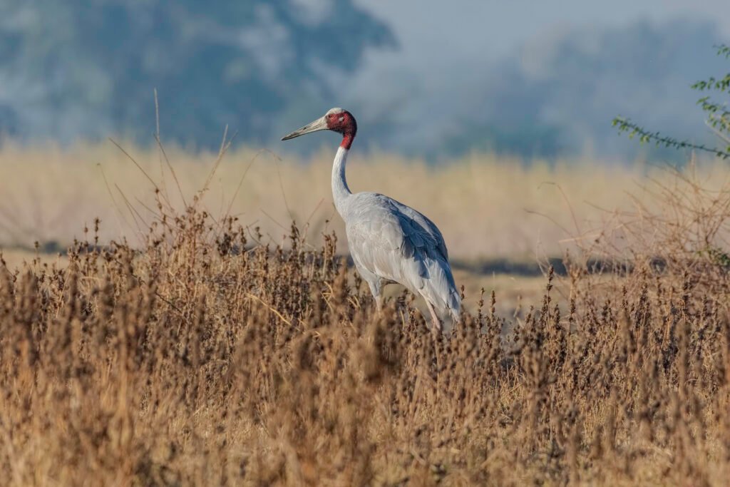 Sarus Crane (Antigone antigone)