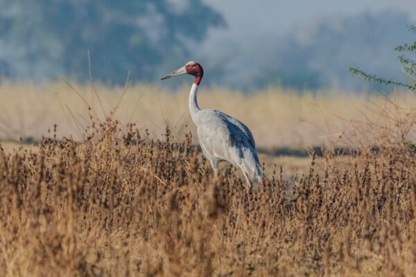 Sarus Crane (Antigone antigone)