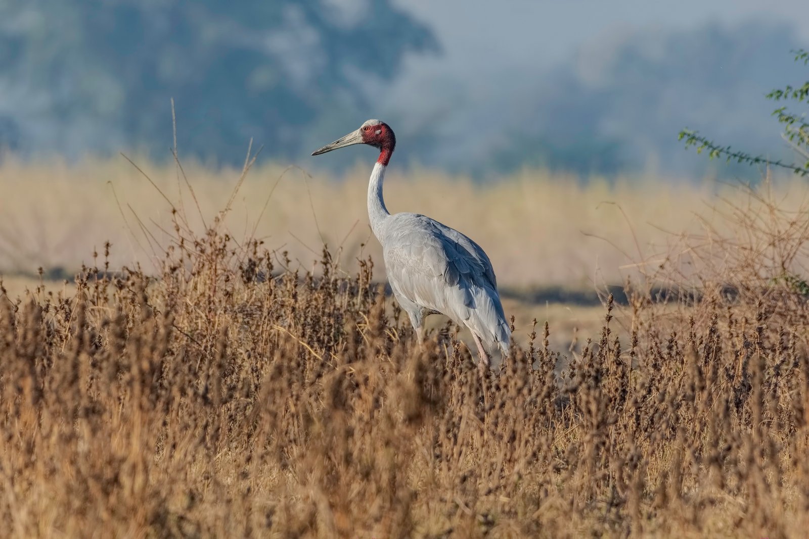 Sarus Crane (Antigone antigone)