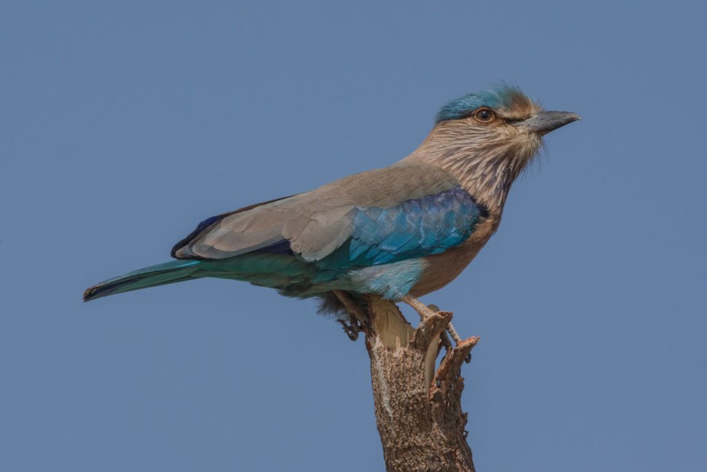 Indian Roller (Coracias benghalensis) Close Up