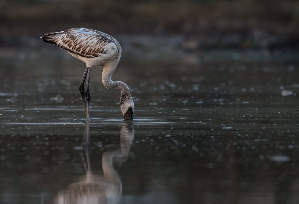 Lesser Flamingo (Phoeniconaias minor)