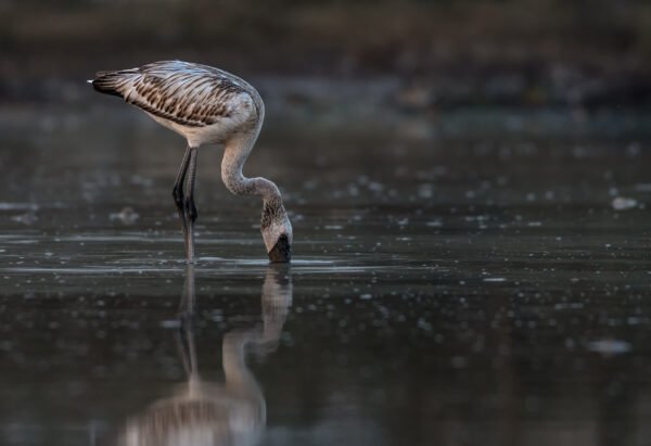 Lesser Flamingo (Phoeniconaias minor)