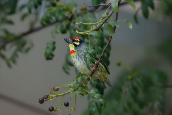 Coppersmith Barbet (Psilopogon haemacephalus)