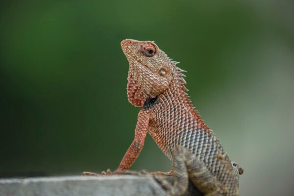 Oriental garden lizard (Calotes versicolor) Closeup