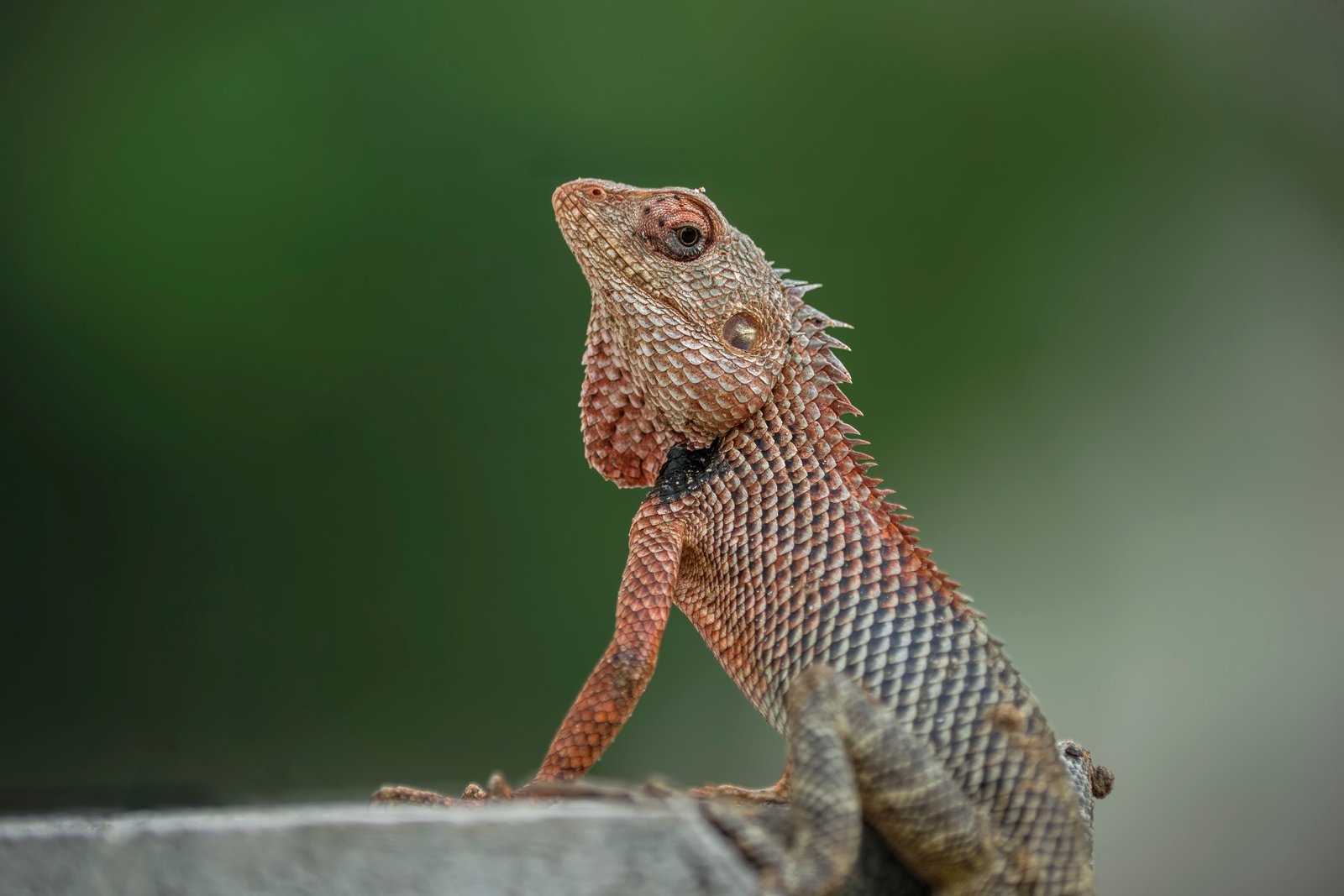 Oriental garden lizard (Calotes versicolor) Closeup