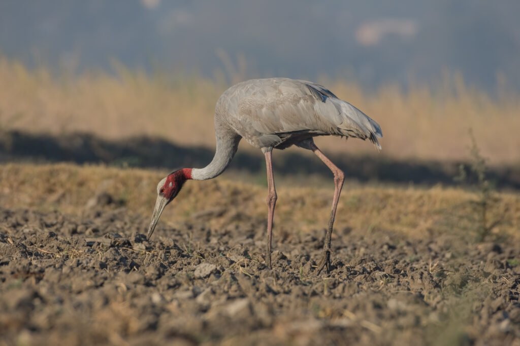 Sarus Crane (Antigone antigone)