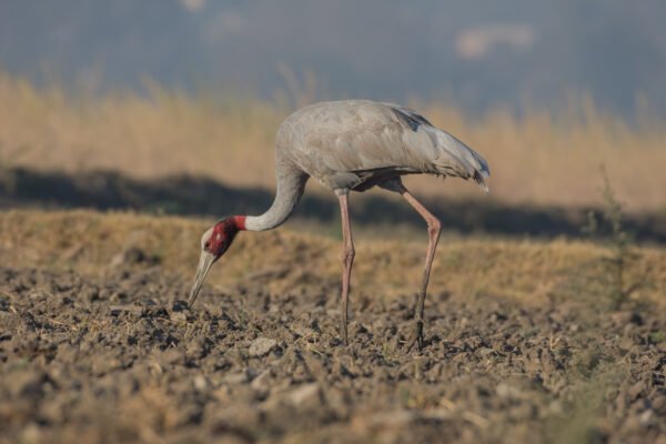 Sarus Crane (Antigone antigone)