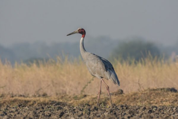 Sarus Crane (Antigone antigone)