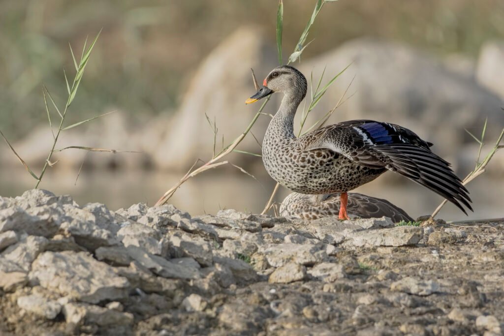 Indian Spot-billed Duck (Anas poecilorhyncha)