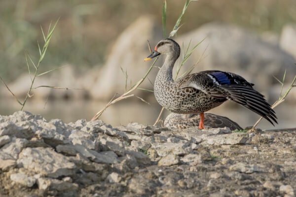Indian Spot-billed Duck (Anas poecilorhyncha)