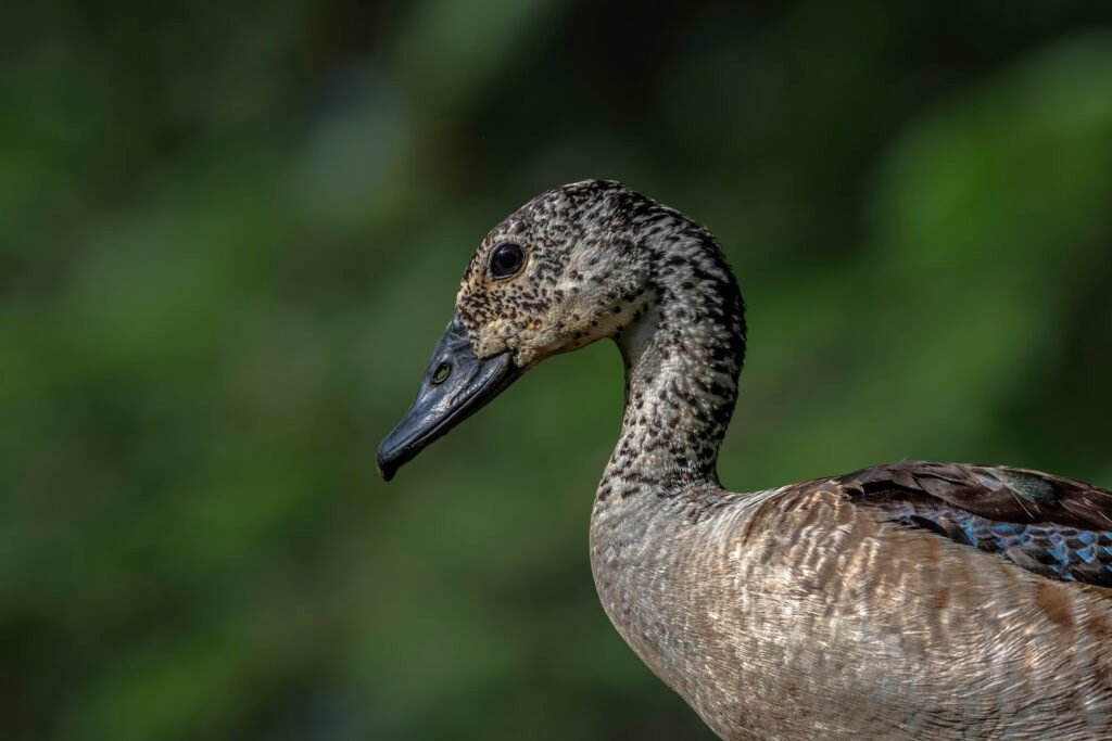 American Comb Duck (Sarkidiornis sylvicola) Female Closeup