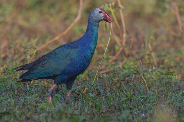 Grey-headed Swamphen (Porphyrio poliocephalus)
