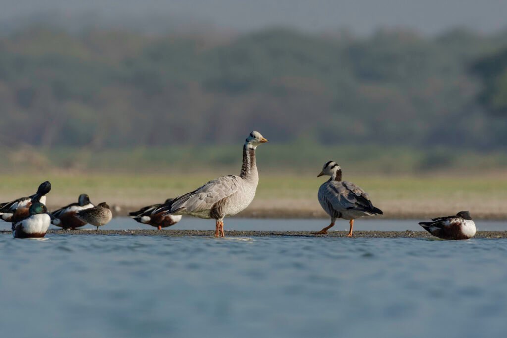 Bar-headed Goose (Anser indicus)