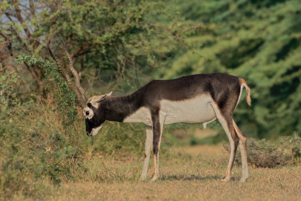 Indian Blackbuck (Antilope cervicapra) Male