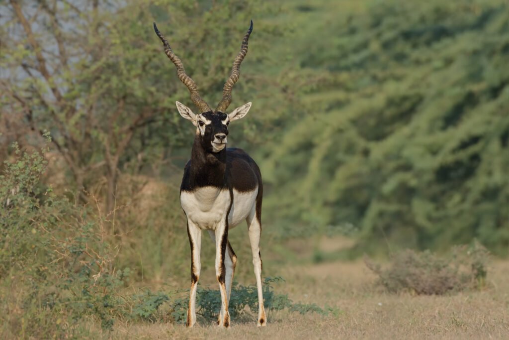 Indian Blackbuck (Antilope cervicapra) Male