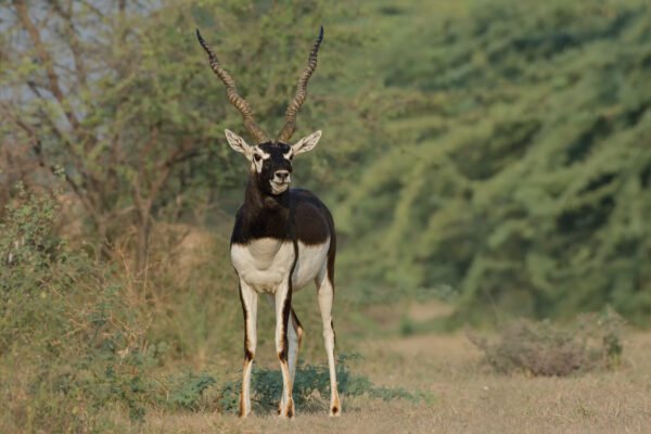 Indian Blackbuck (Antilope cervicapra) Male