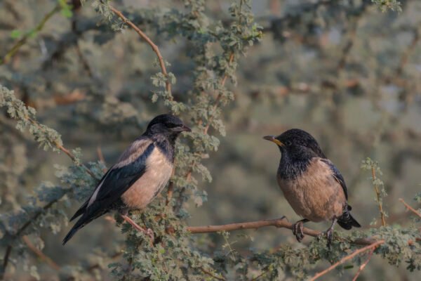 Rosy Starling (Pastor roseus)