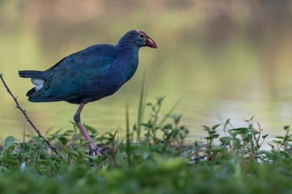 Grey-headed Swamphen (Porphyrio poliocephalus)
