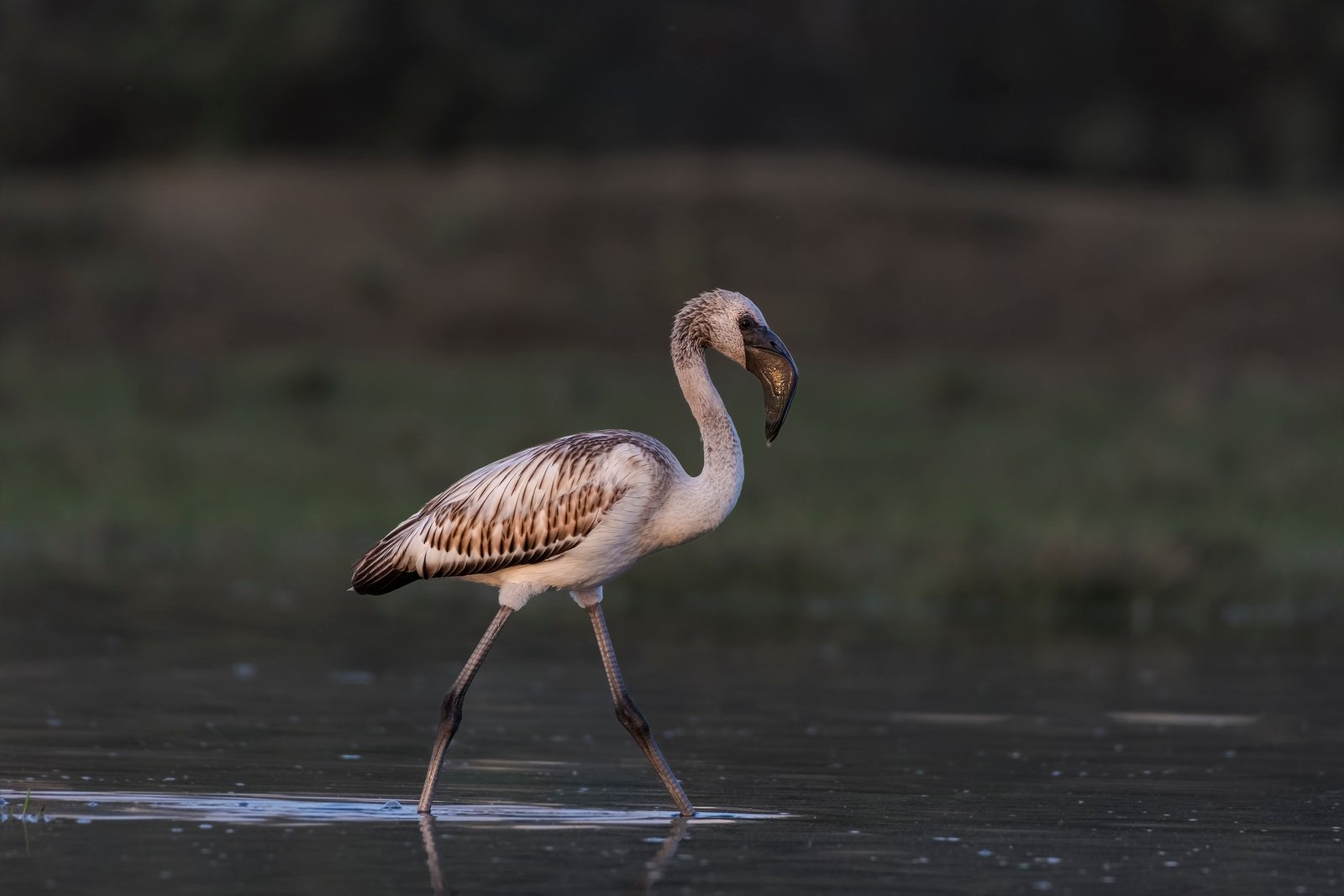Lesser Flamingo (Phoeniconaias minor)