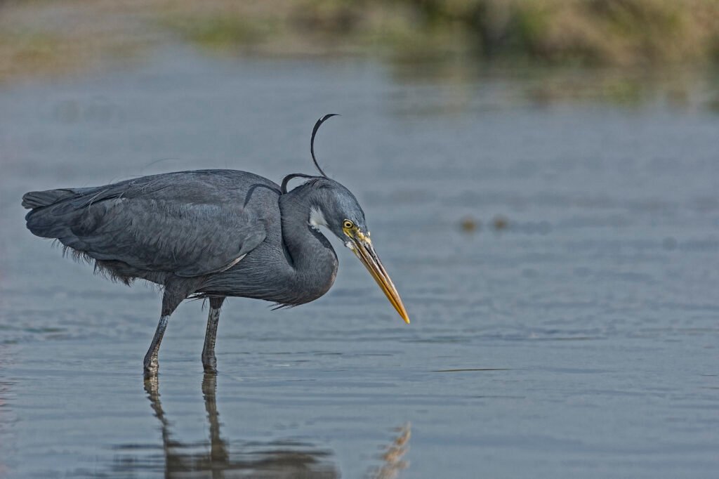 Western Reef-Heron (Egretta gularis)