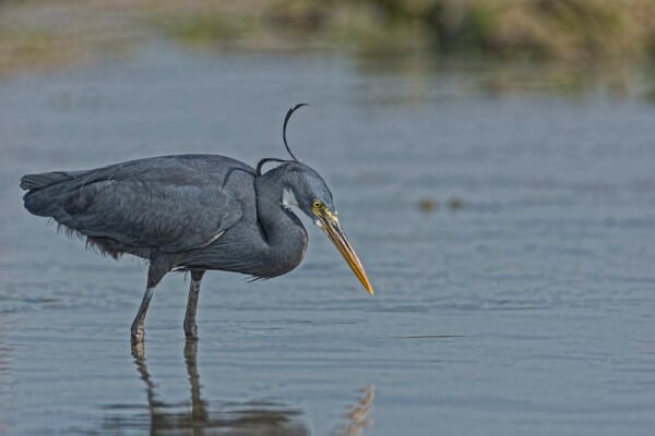 Western Reef-Heron (Egretta gularis)