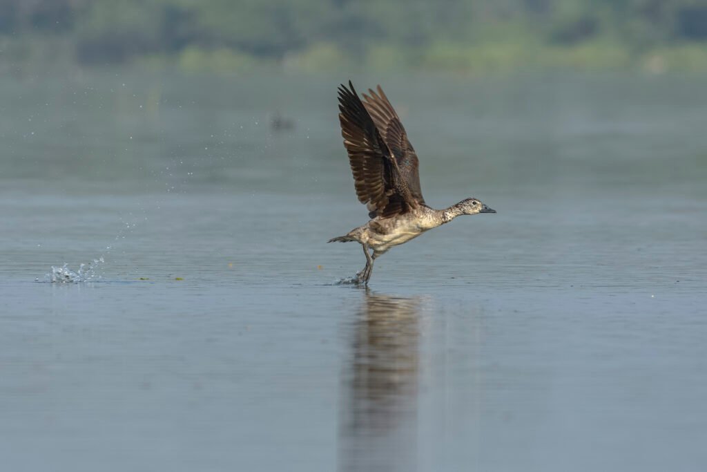 American Comb Duck (Sarkidiornis sylvicola) Female Taking Off At Thol Bird Sanctuary