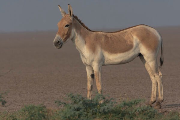 Indian wild ass (Equus hemionus khur) Close Up At Little Rann Of Kutch