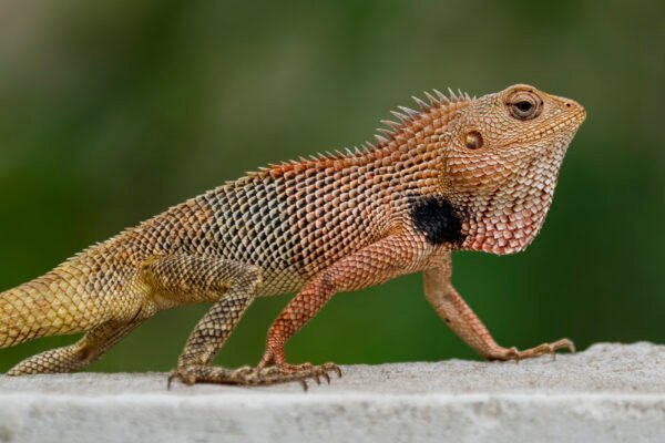Oriental garden lizard (Calotes versicolor) Closeup