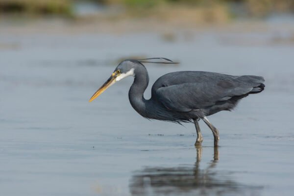 Western Reef-Heron (Egretta gularis)