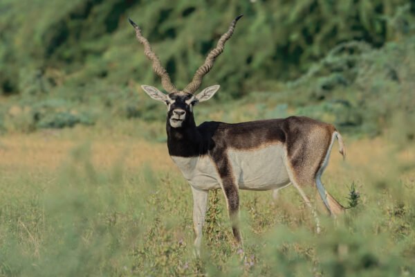 Indian Blackbuck (Antilope cervicapra) Male