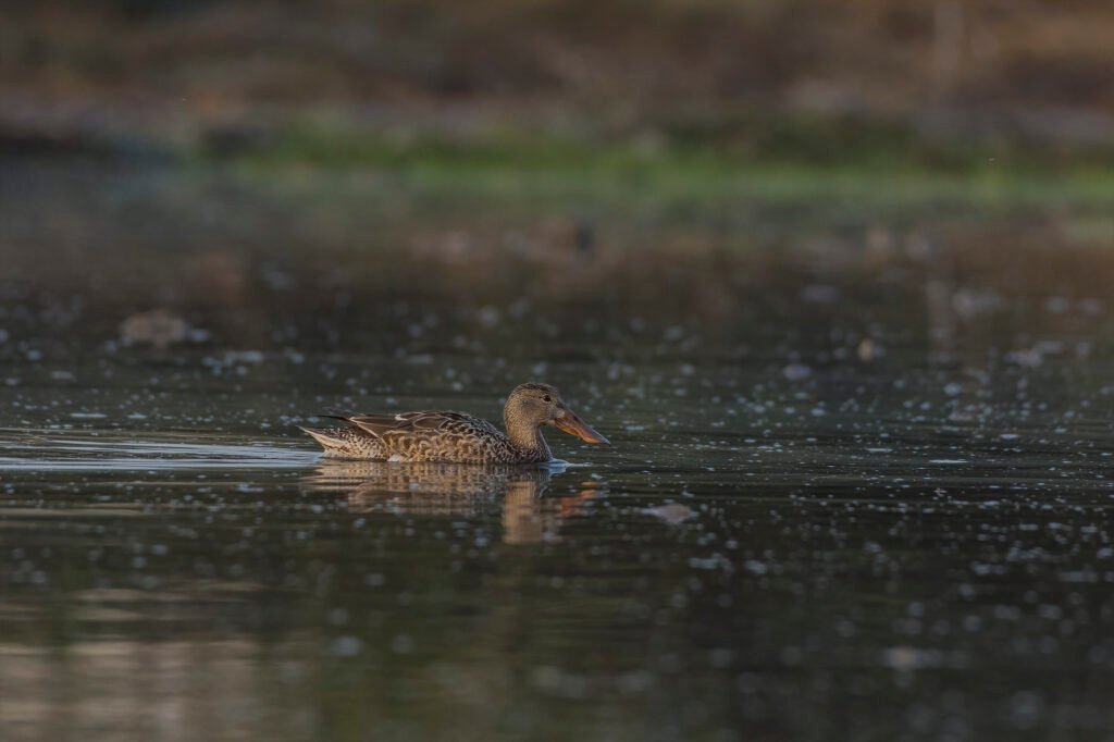 Northern Shoveler (Spatula clypeata)