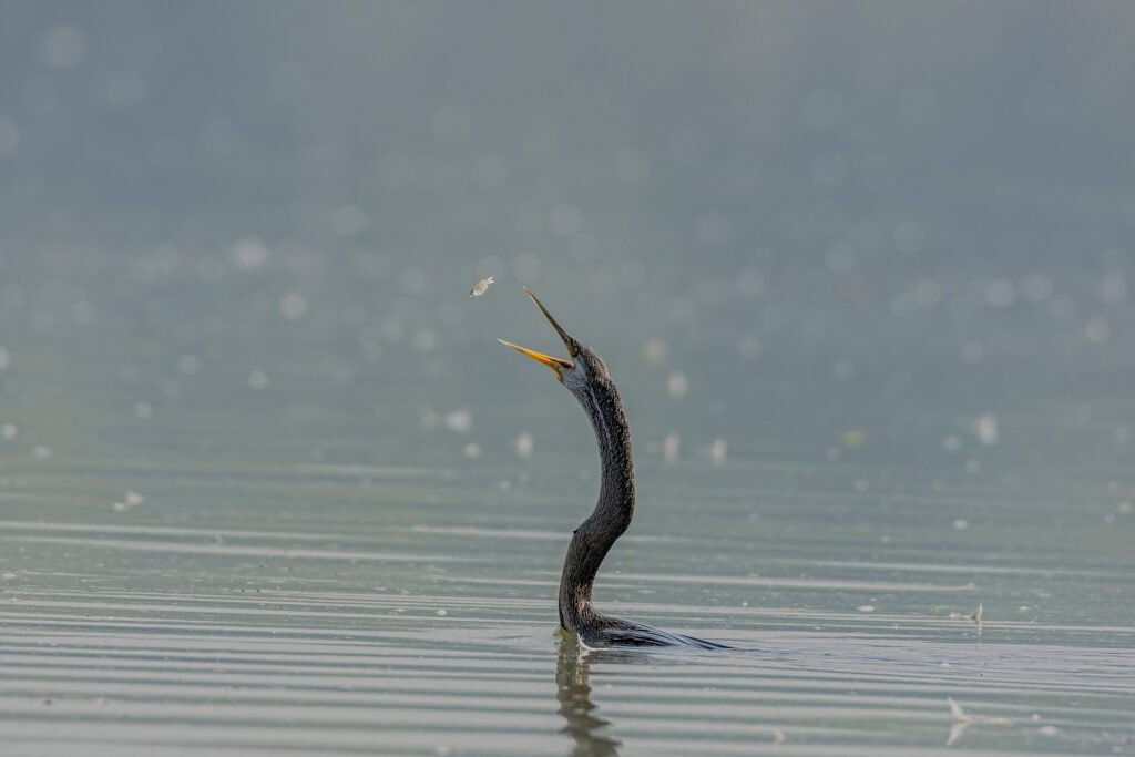 Oriental Darter (Anhinga melanogaster) Tossing Fish