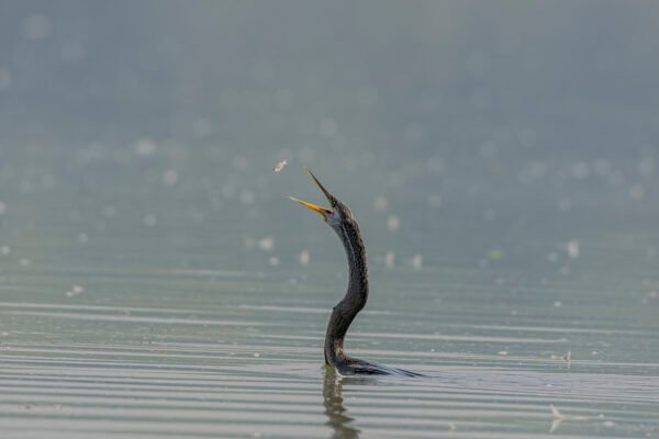 Oriental Darter (Anhinga melanogaster) Tossing Fish