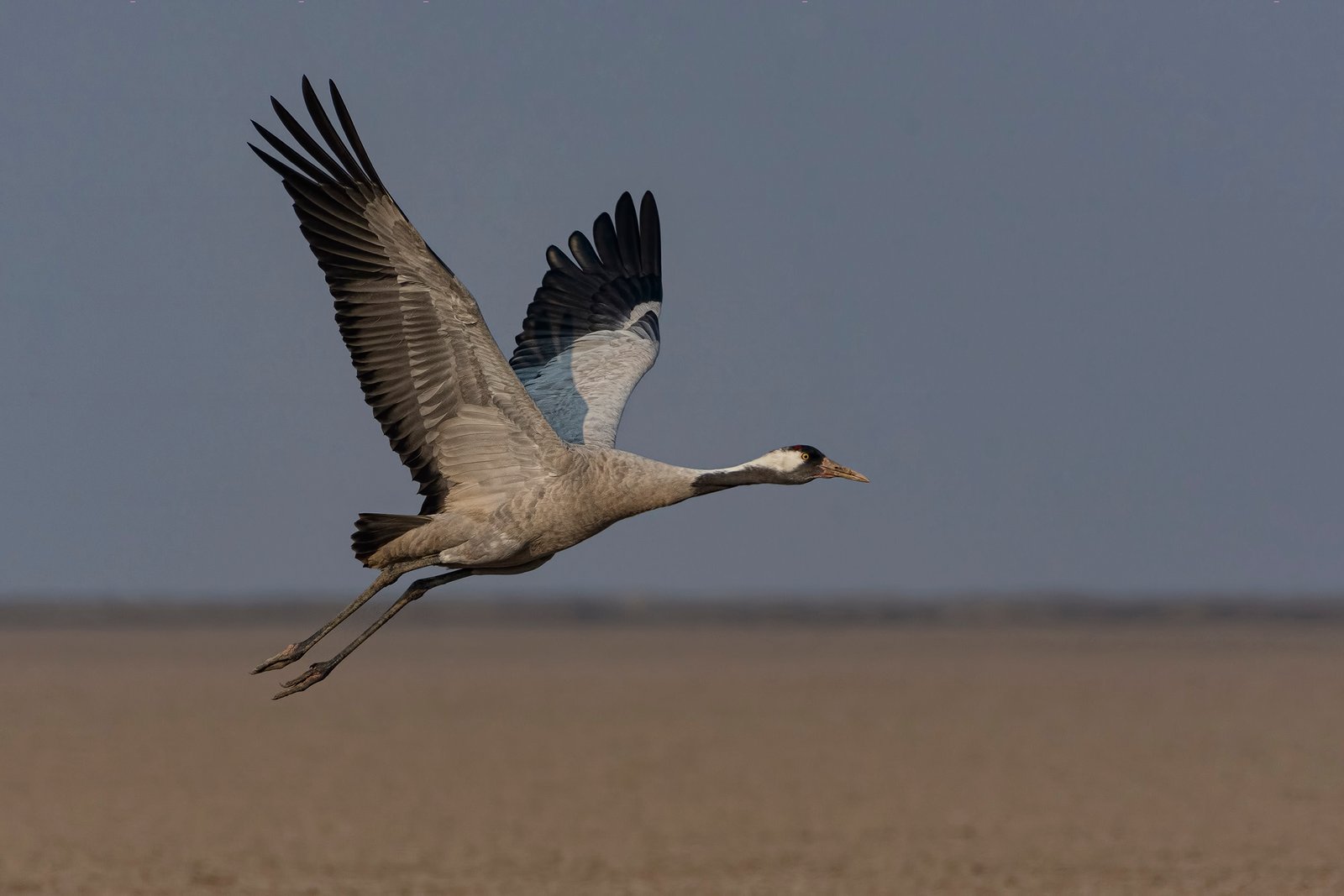 Eurasian crane (Grus grus) In Flight At Little Rann Of Kutch