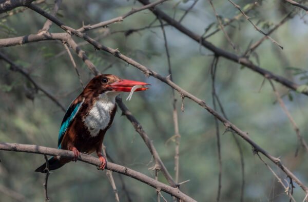 White-throated Kingfisher (Halcyon smyrnensis) With Fish