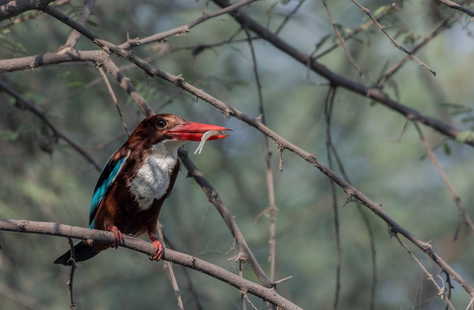 White-throated Kingfisher (Halcyon smyrnensis) With Fish