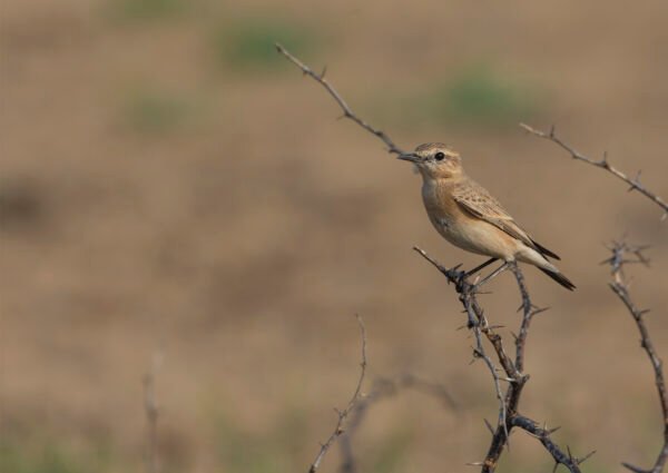 Desert Wheatear (Oenanthe deserti) Female At Little Rann Of Kutch