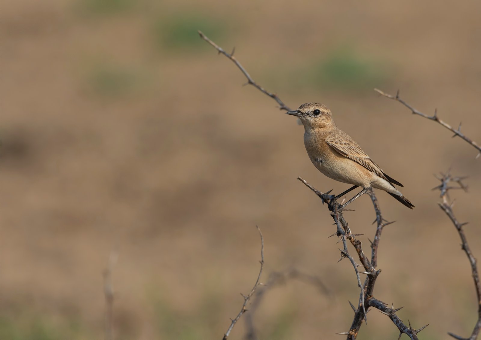 Desert Wheatear (Oenanthe deserti) Female At Little Rann Of Kutch