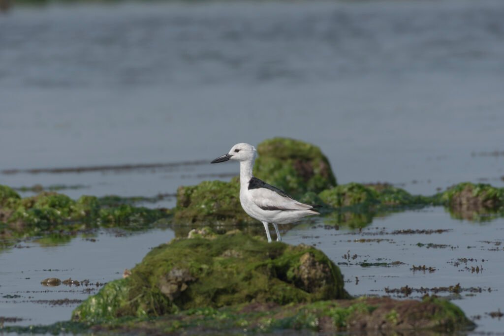 Crab-Plover (Dromas ardeola)