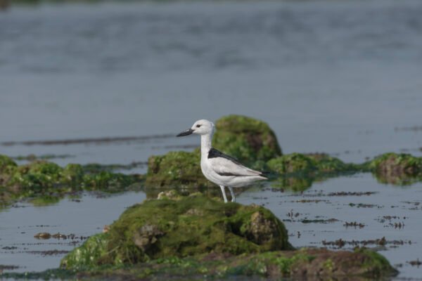 Crab-Plover (Dromas ardeola)