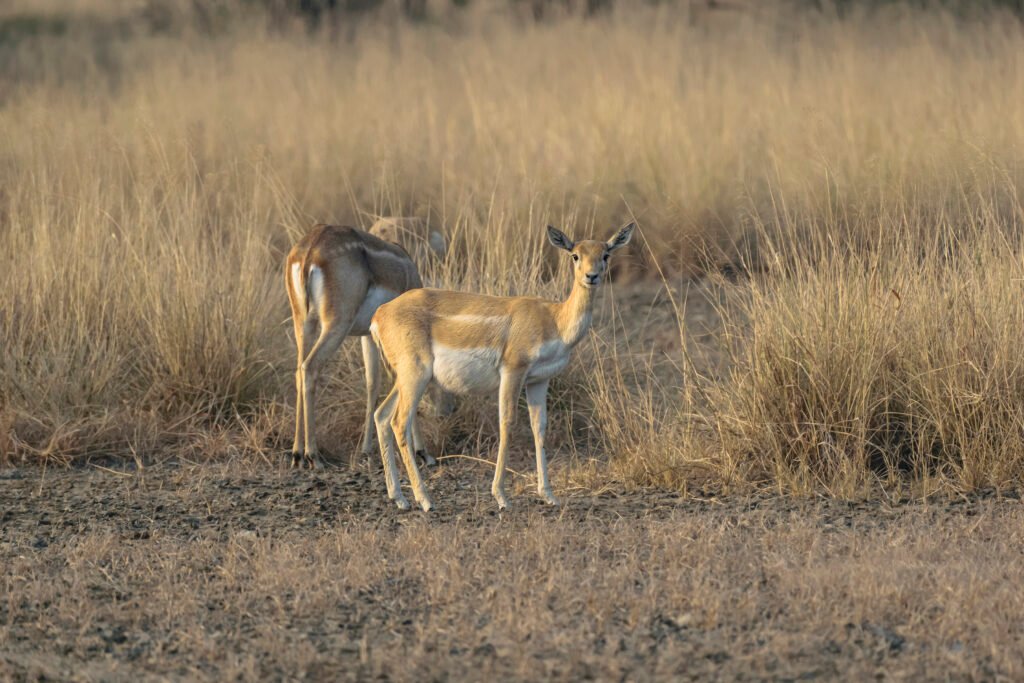 Indian Blackbuck (Antilope cervicapra) Female At Blackbuck National Park
