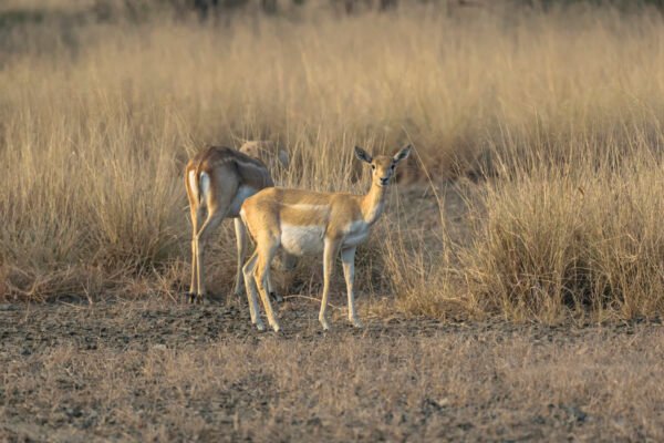 Indian Blackbuck (Antilope cervicapra) Female At Blackbuck National Park