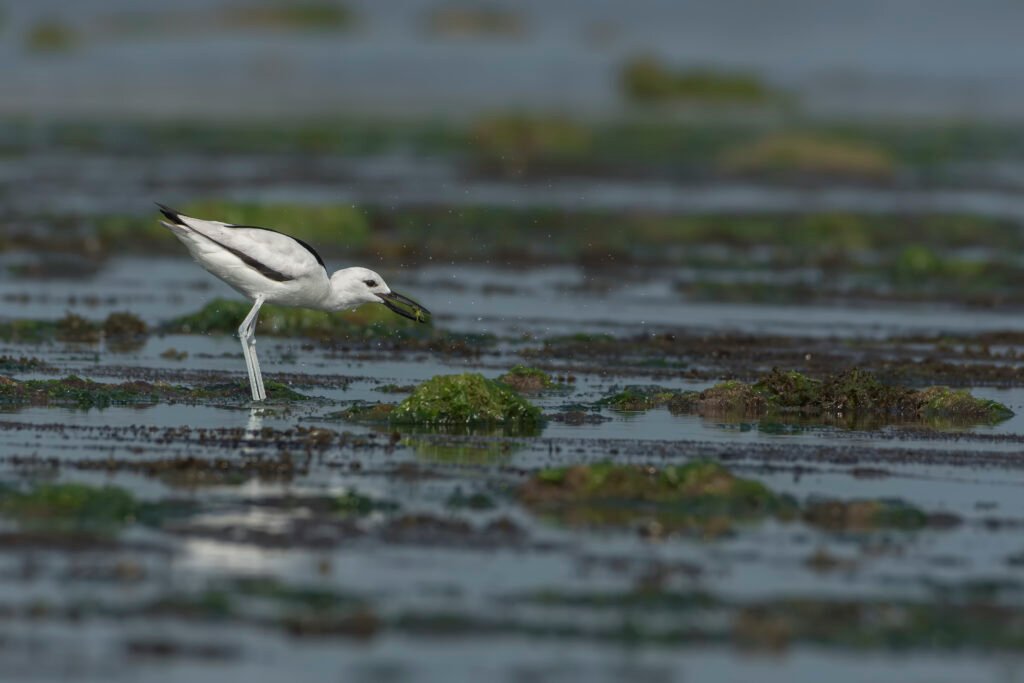 Crab-Plover (Dromas ardeola) With Crab