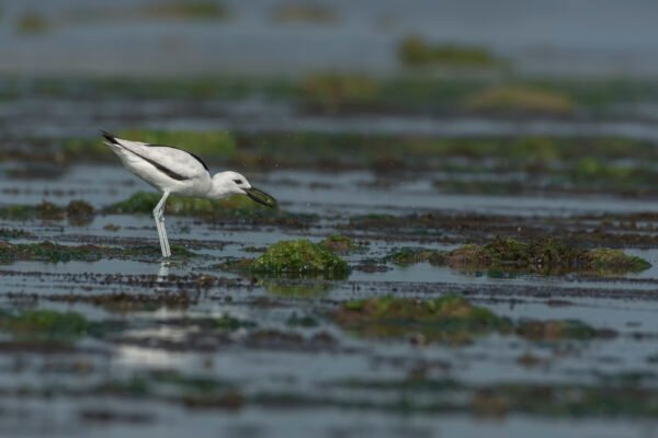 Crab-Plover (Dromas ardeola) With Crab