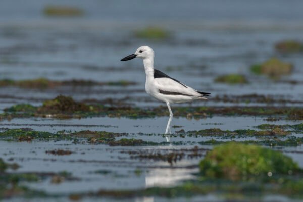 Crab-Plover (Dromas ardeola)